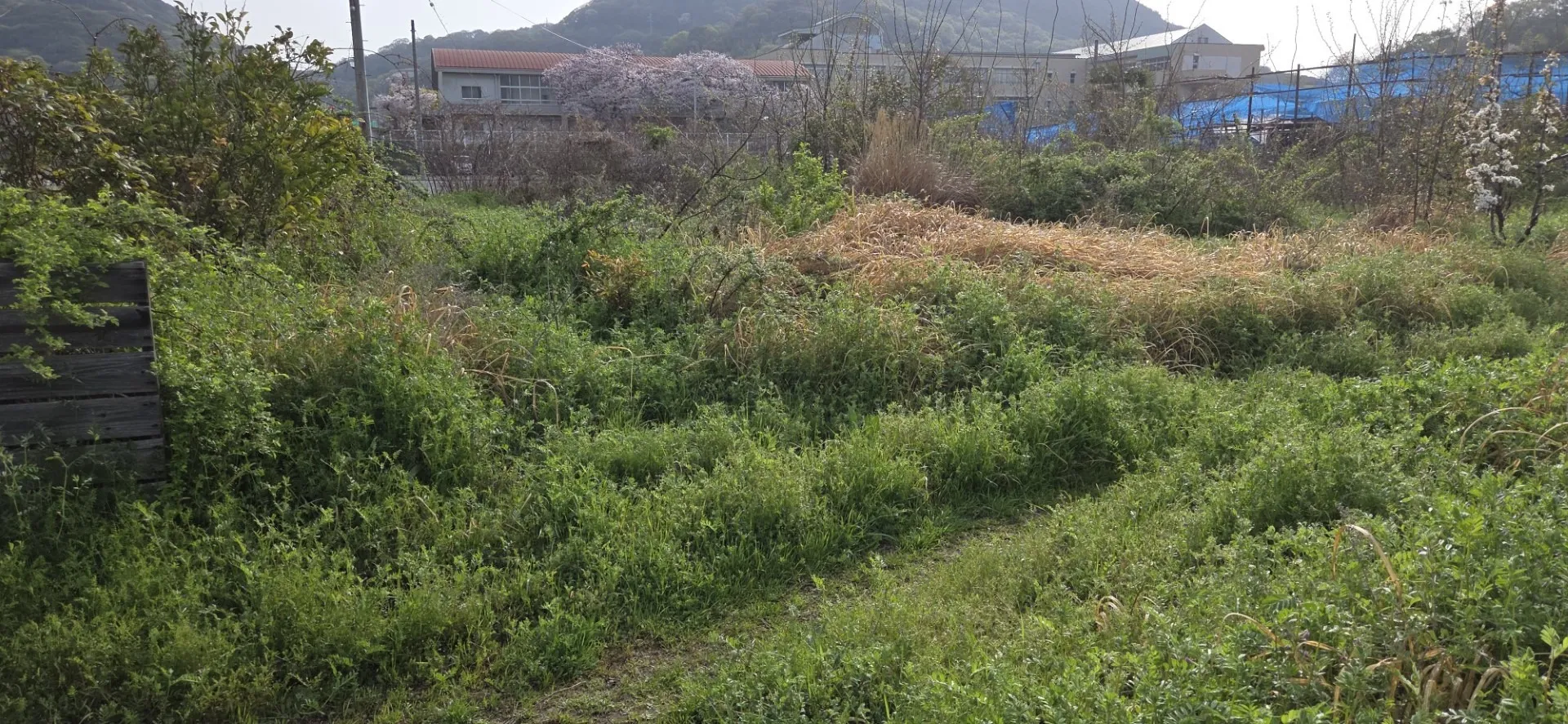 草刈り・伐採